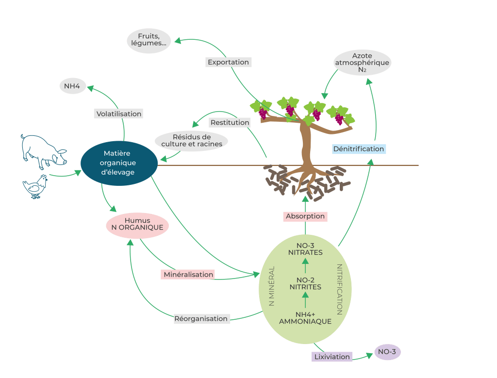 schéma cycle de l'azote